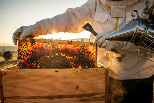The Sweet Secrets of Acacia Honey